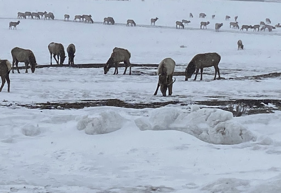 Elk herd feeding in winter in Jackson Hole