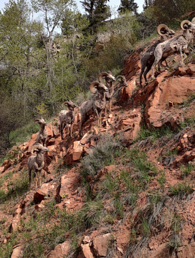 Mountain goats on rocky outcrops