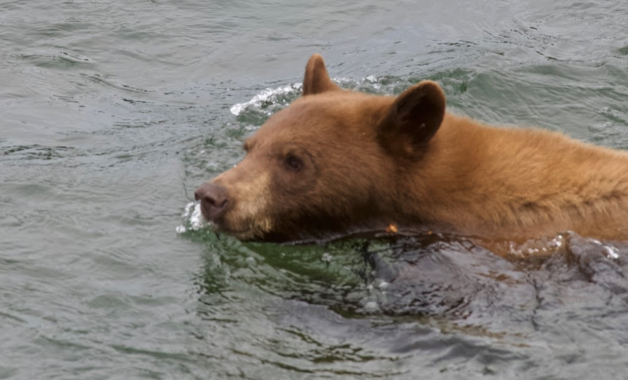 Brown bear swimming in river in Jackson Hole