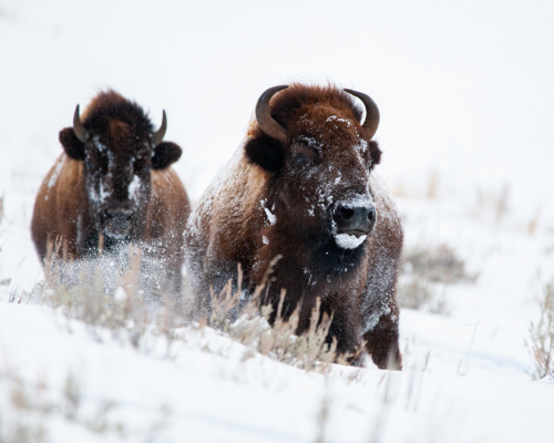 Bison running in snow