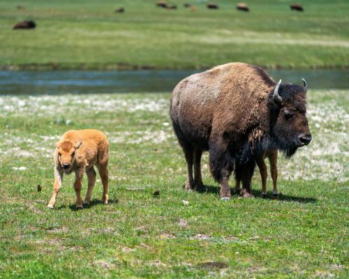 Bison grazing in valley during summer