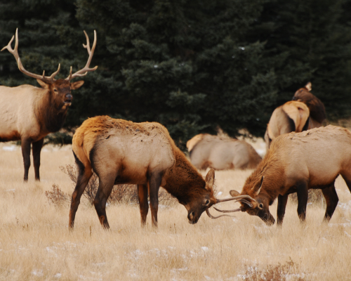 elks fighting in the tetons