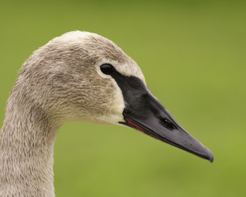 Close-up of Trumpeter Swan