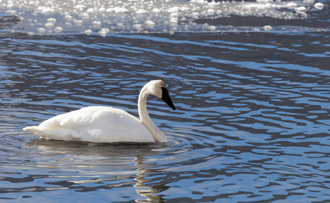 Trumpeter Swans in Icy River in Tetons