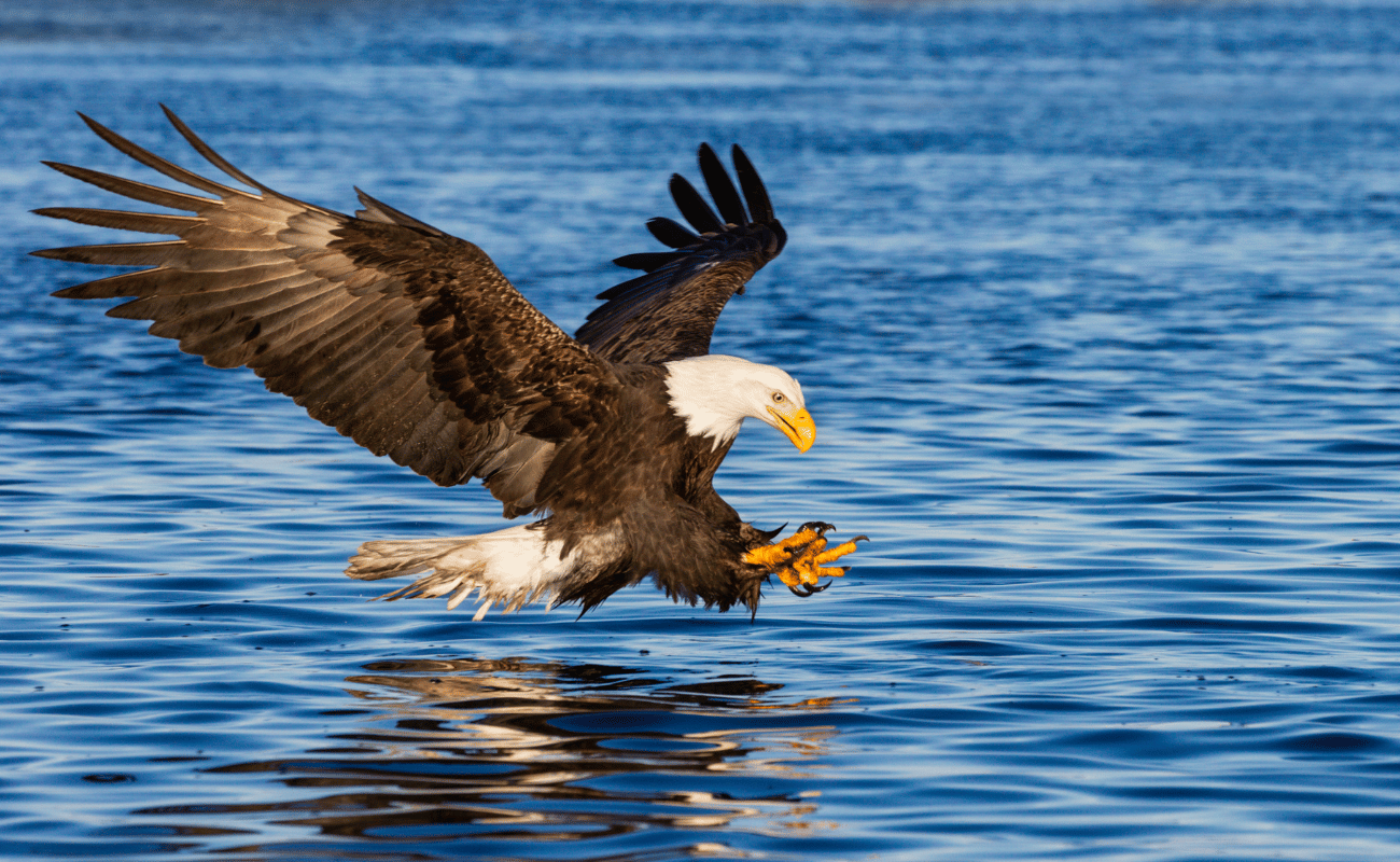 American bald eagle catching fish in Snake River