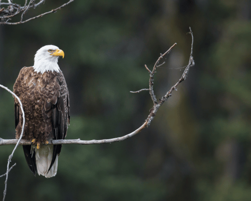 Bird-watching group spotting rare American Bald Eagle