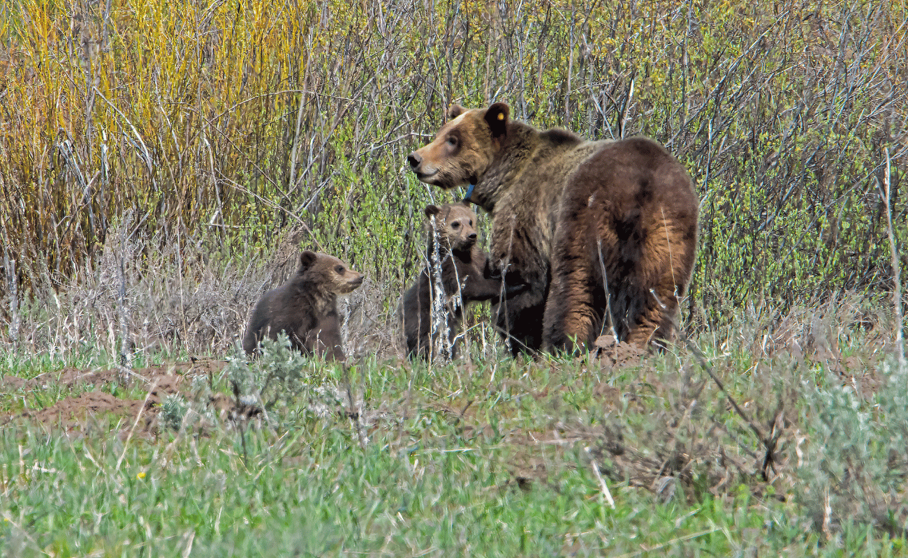 bear and cubs in tetons