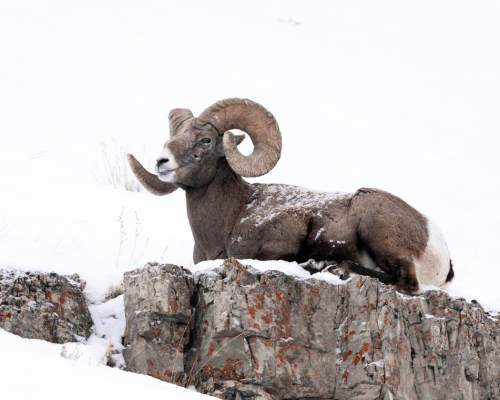 Bighorn Sheep in the Winter on Mountainside