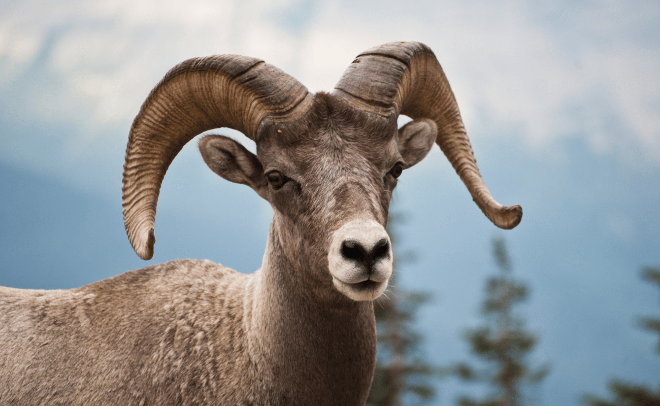 Close Headshot of bighorn sheep with blurred mountains in the background