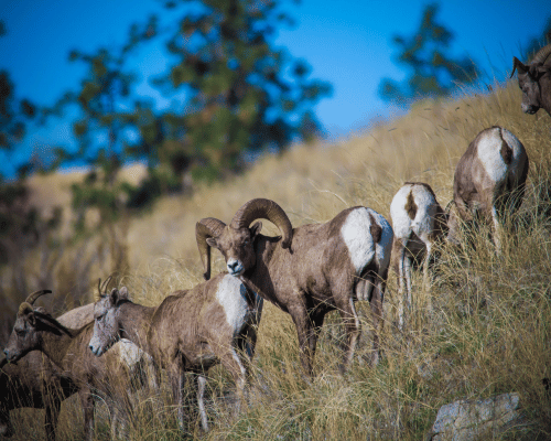 Bighorn Sheep On grassy Mountainside in the Tetons