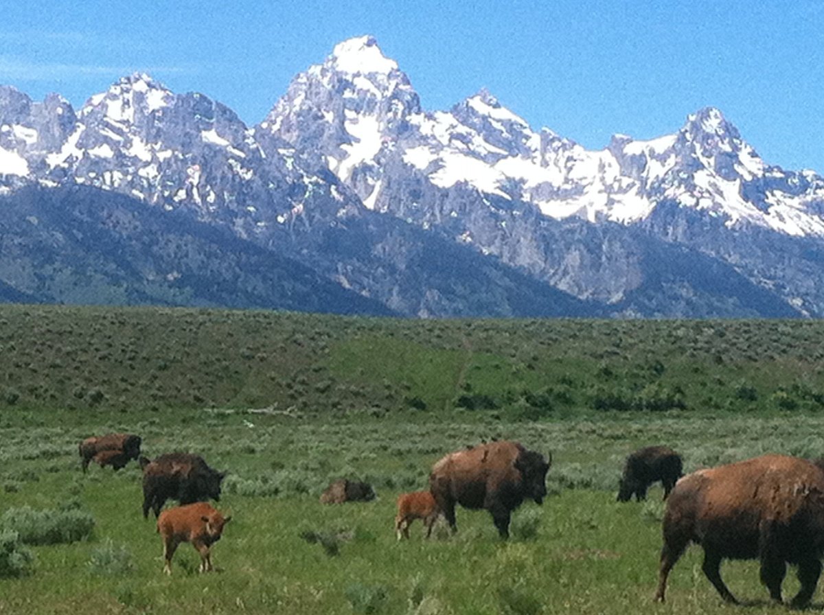 Bison and the Grand Tetons