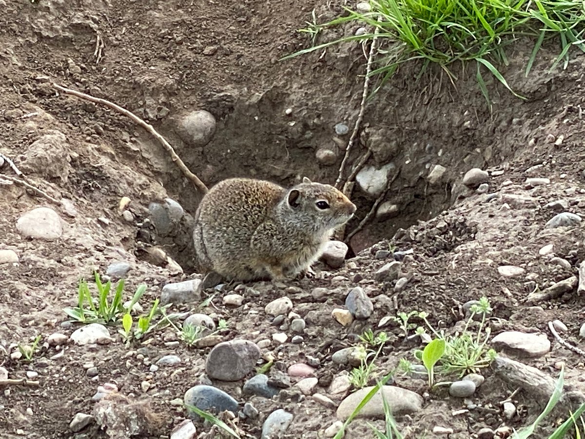 rodent wildlife in the tetons