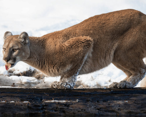 Feline Mountain Lion Drinking in Snake River In Snow