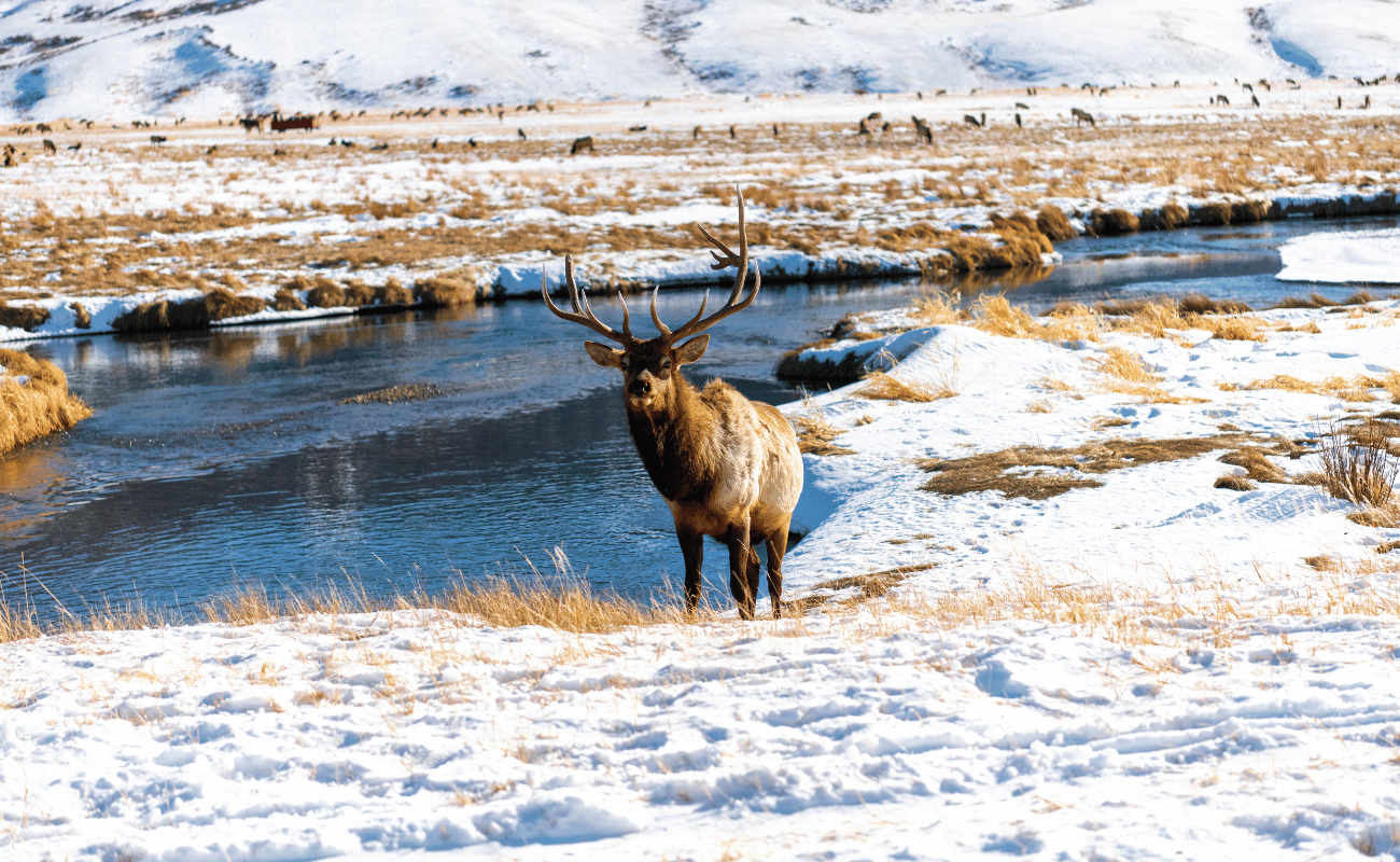 Large Bull Elk on Elk Refuge in Winter