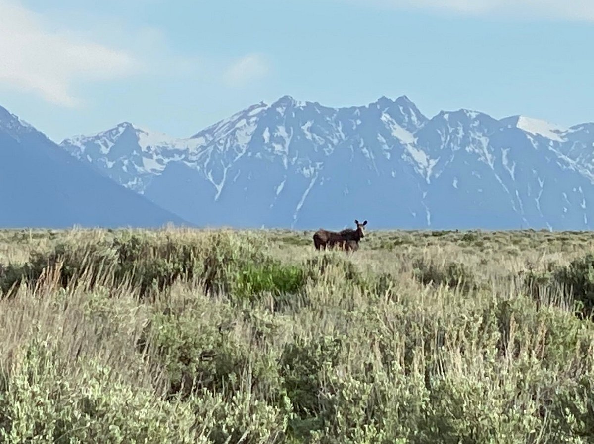 Moose in the wild overlooking the Tetons