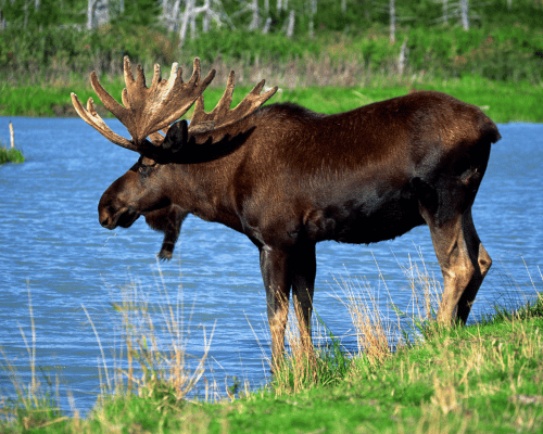 moose standing by river