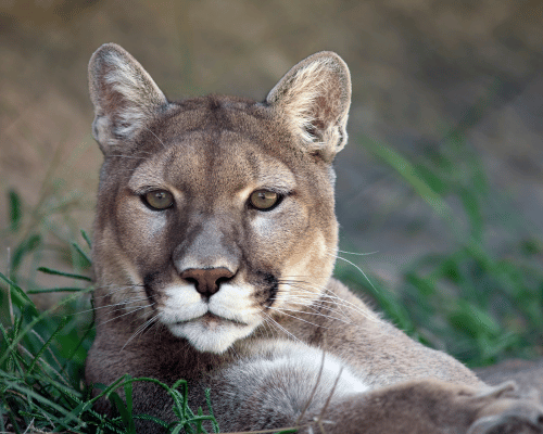 Mountain Lion laying in grass looking out