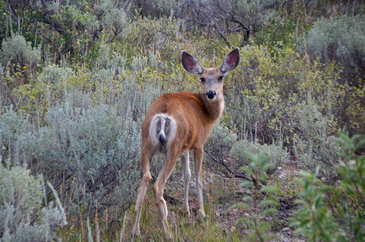 up close mule-deer in teton national park