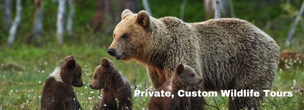 Mama bear and her cubs For Private, Custom Wildlife Tours