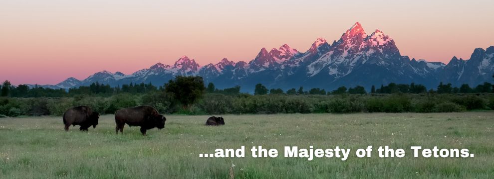 Warm evening light on Grand Tetons and Bison