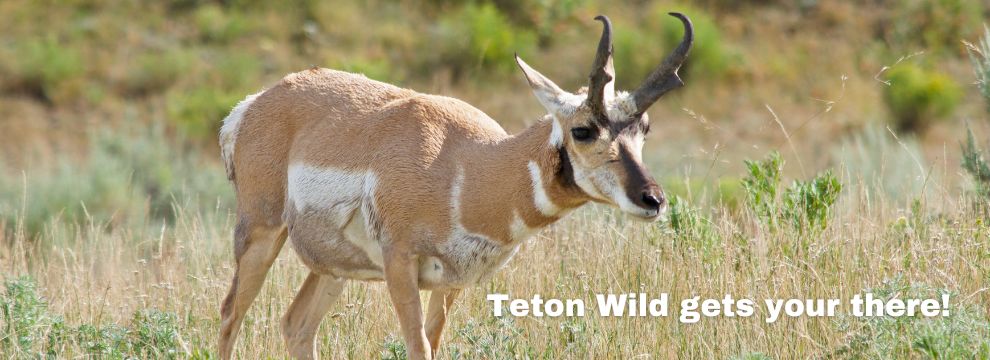 Close-up of wildlife on Teton private tour