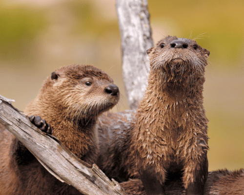 Two river Otters near snake river