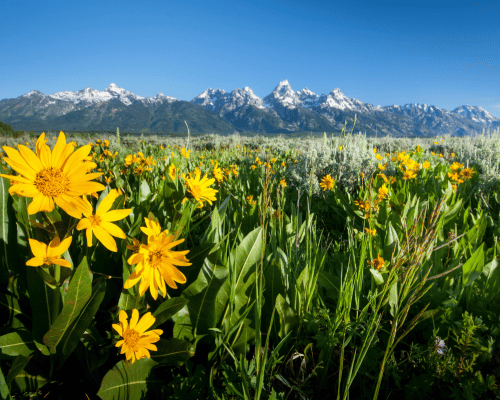 yellow wildflowers in grand teton national park