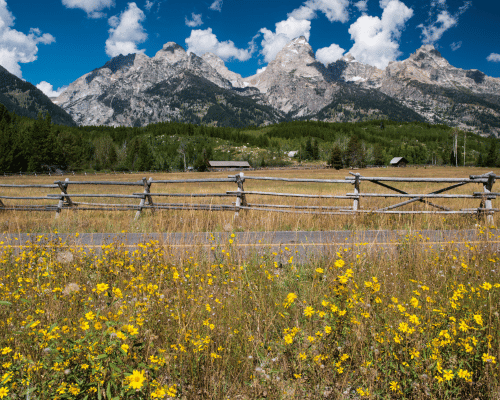 Pretty yellow wildflowers by road in Jackson Hole