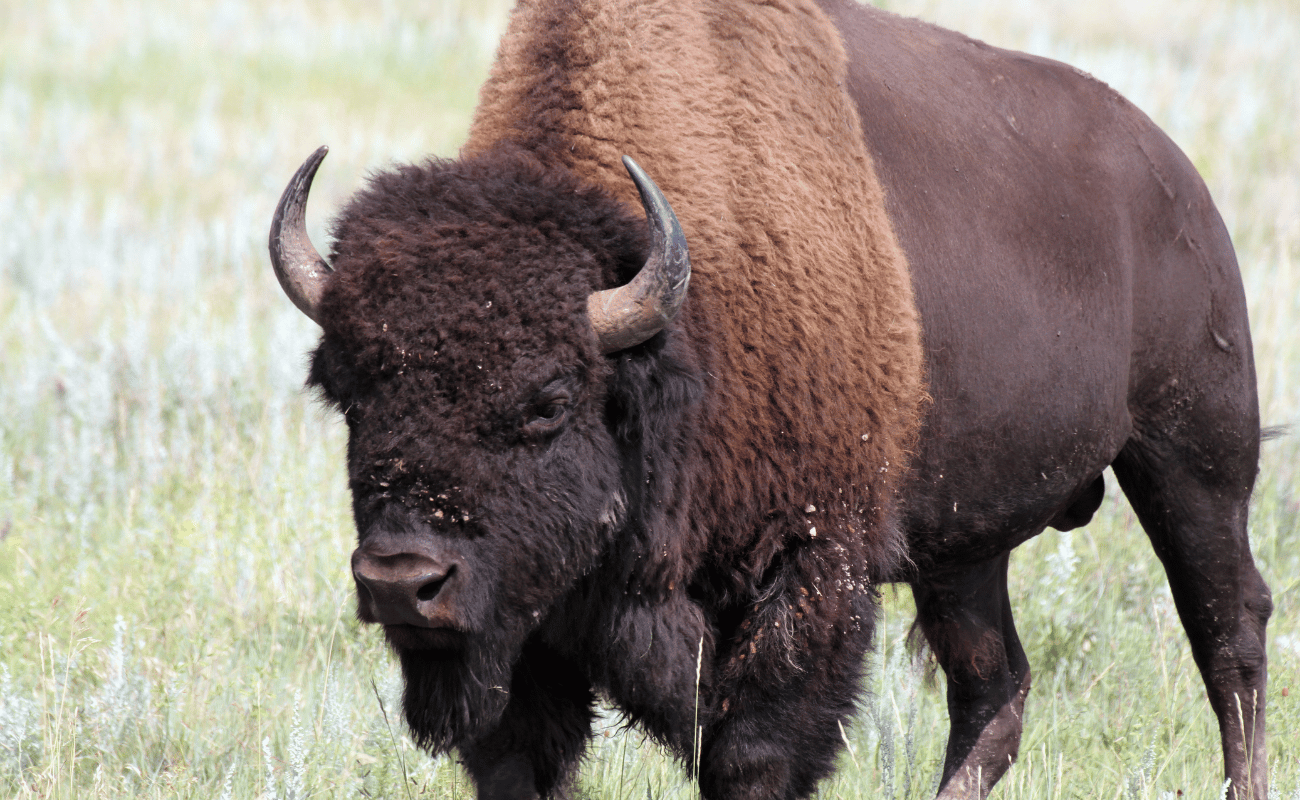 wild bison in Grand Tetons