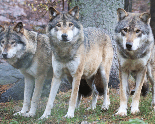close-up of a wolf pack in Wyoming