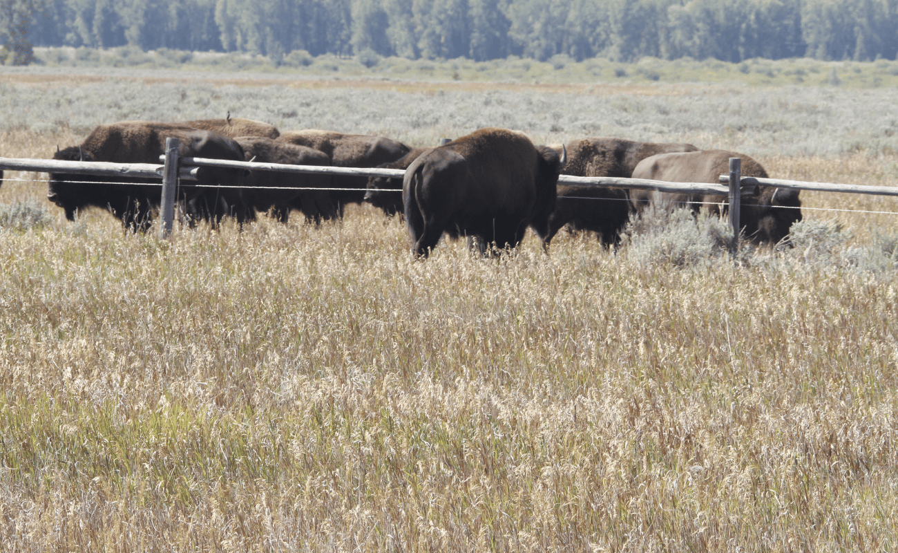 explore bison in the grand tetons