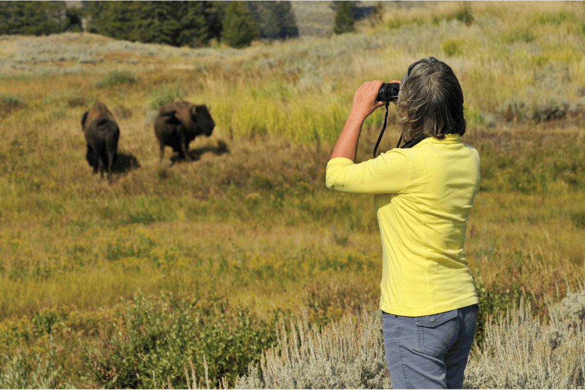 Grand Teton Wildlife Tour