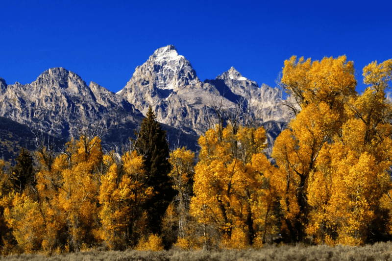 Best Time to See Wildlife in Grand Teton: Fall, the Ultimate Season