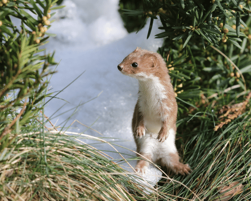 how do weasels adapt for winter