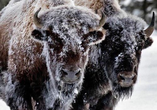 BISON IN SNOW SIZED